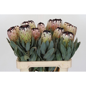 Protea Niobe