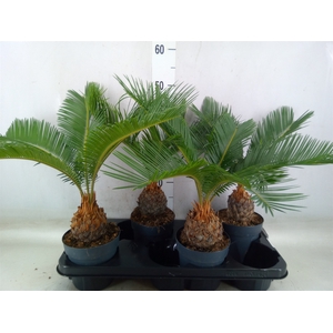 Cycas revoluta