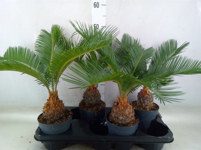 <h4>Cycas revoluta</h4>
