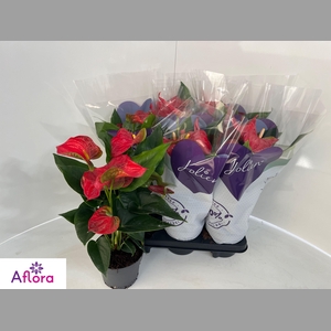 ANTHU AN BAMBINO RED