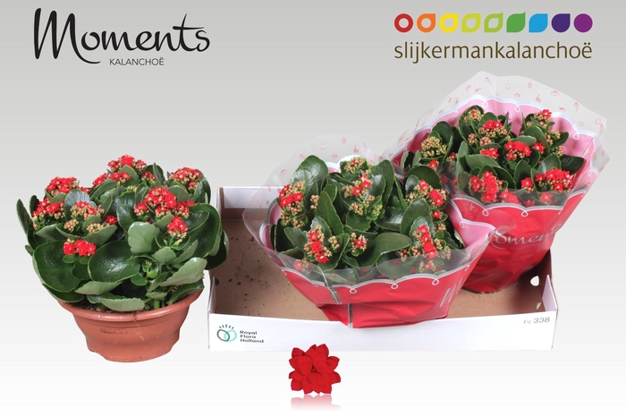 <h4>KAL GE SECRET RED</h4>