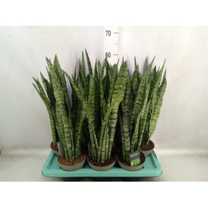 Sansevieria trifa.   ...