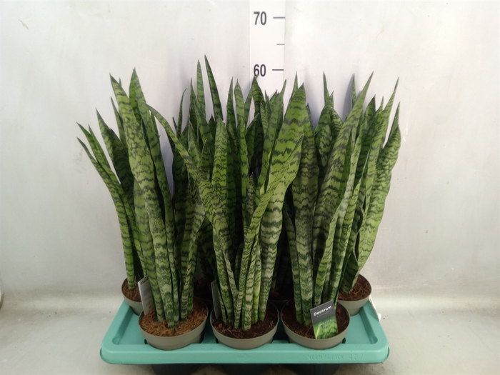 Sansevieria trifa.   ...