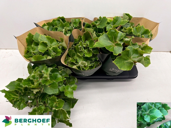 <h4>BEG BLAD OV</h4>