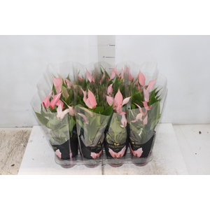 ANTHURIUM LILLI P09 PREMIUM