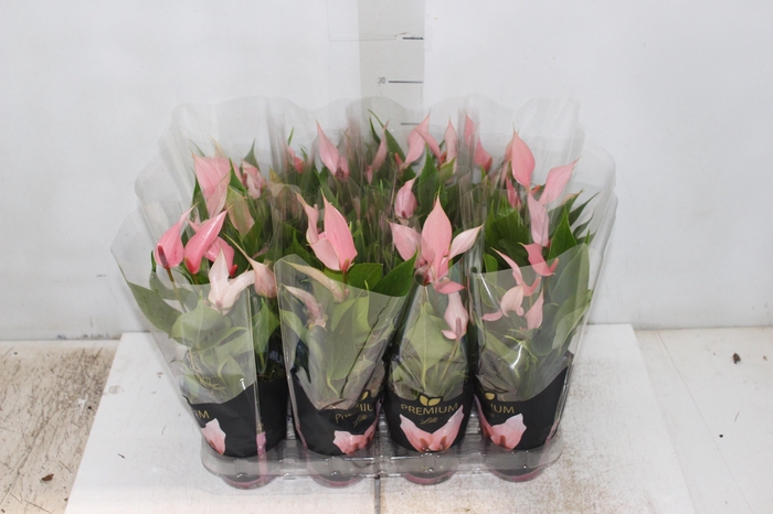 <h4>ANTHURIUM LILLI P09 PREMIUM</h4>