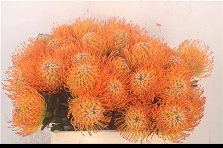 <h4>Leuco Co Ayoba Sun</h4>