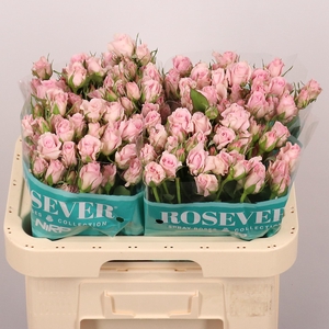 R TR LOVELY ROSEVER