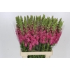 Antirrhinum Potomac Cherry Pink