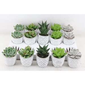 arr3 OV - Ker. Stockholm x15