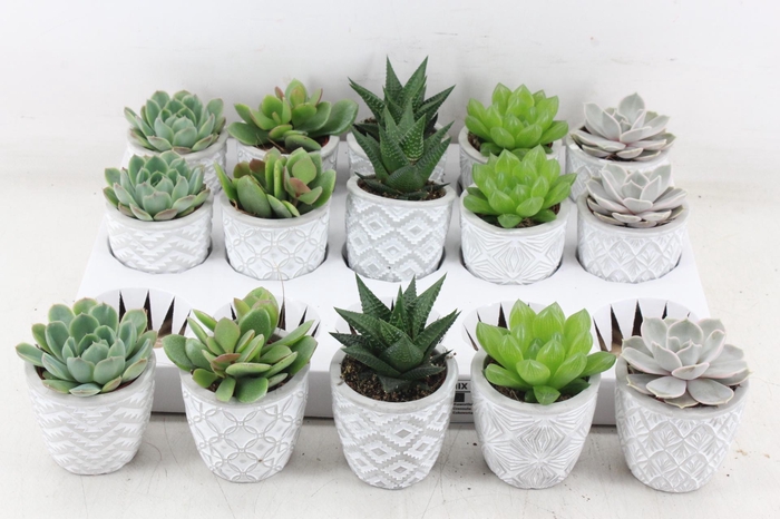 <h4>arr3 OV - Ker. Stockholm x15</h4>