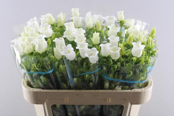 <h4>Camp Champion White</h4>