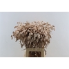 Dried Chasmantium Salmon P Stem