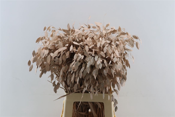 Dried Chasmantium Salmon P Stem