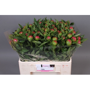 Paeonia Flame