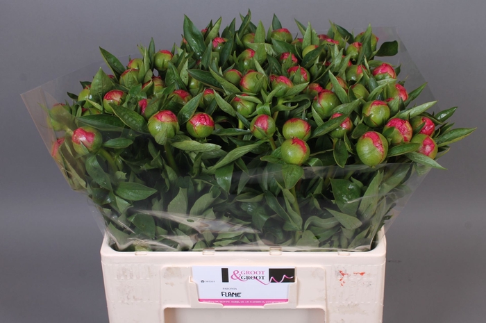 <h4>Paeonia Flame</h4>