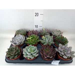 Echeveria   ...mix