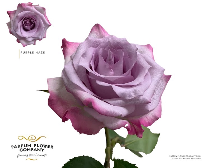 <h4>Rosa Garden Purple Haze</h4>