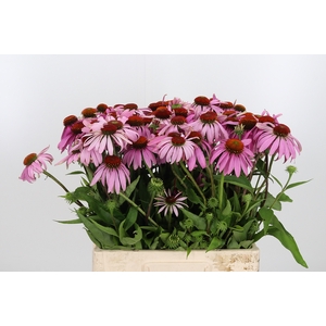 Echinacea Purpurea