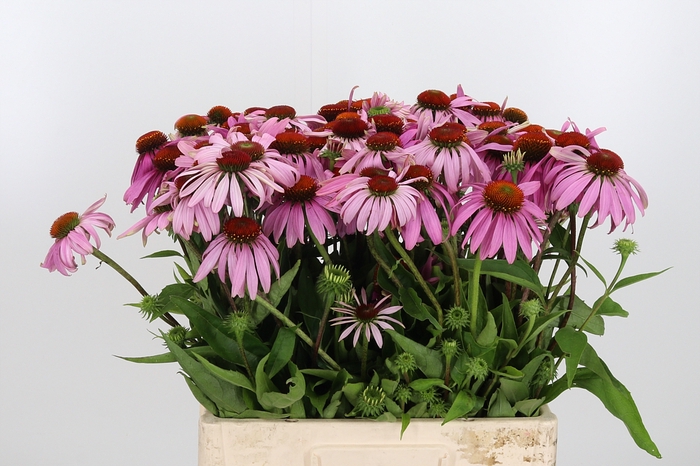 <h4>Echinacea Purpurea</h4>