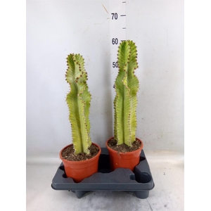 Euphorbia ingens 'Variegata'