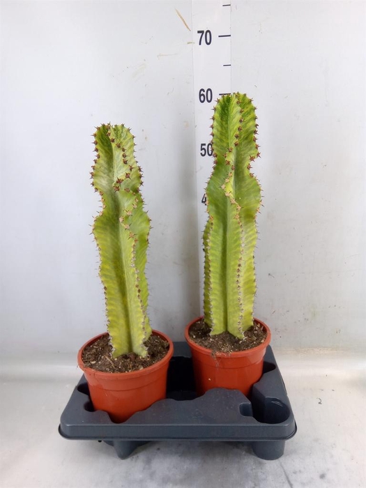 <h4>Euphorbia ingens 'Variegata'</h4>