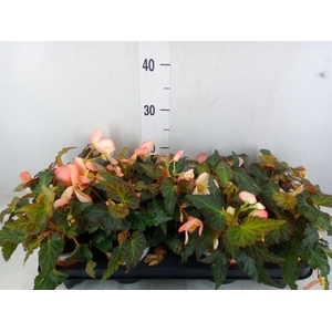 Begonia boliv. 'Beauvilia Salmon'
