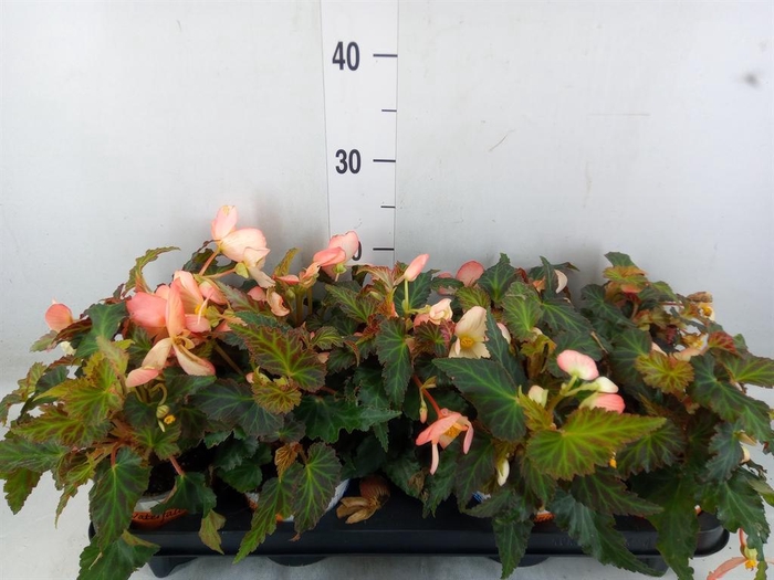 <h4>Begonia boliv. 'Beauvilia Salmon'</h4>
