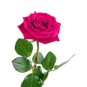 Rose éternelle fuchsia