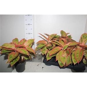 Aglao Salmon Fantasy