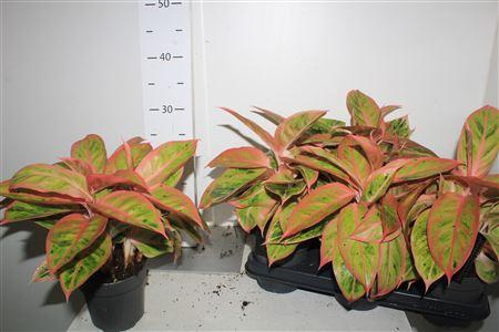 <h4>Aglao Salmon Fantasy</h4>