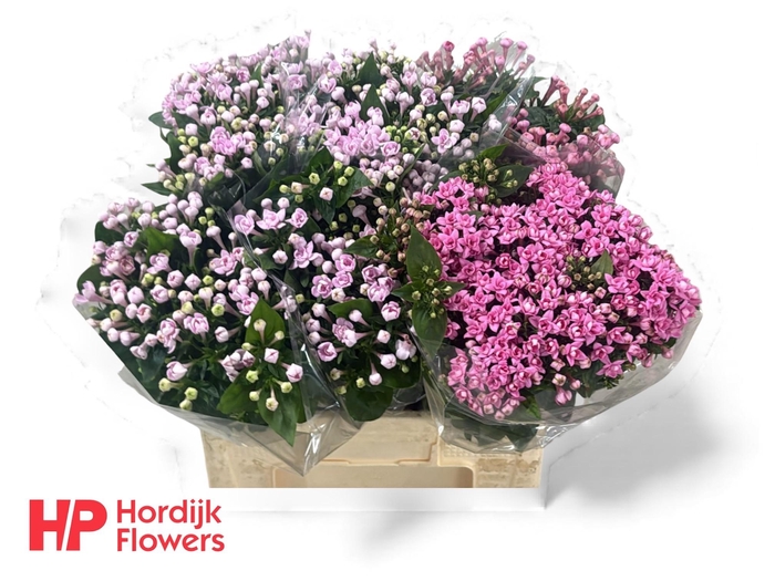 <h4>BOU DU GEM IN FUST</h4>