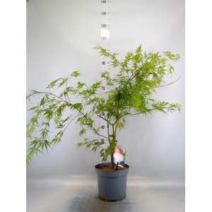 Acer palmatum 'Dissectum'