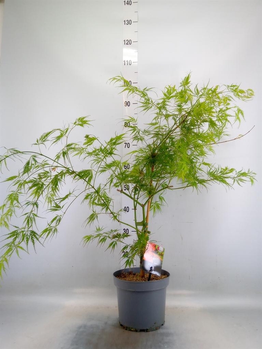 <h4>Acer palmatum 'Dissectum'</h4>