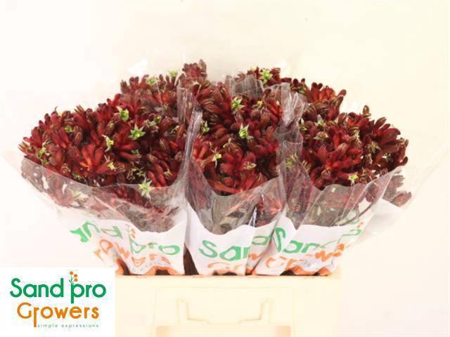 <h4>ANIGOZ EARLY SPRING</h4>