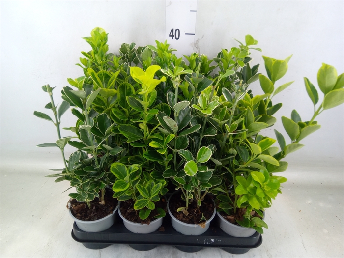 <h4>Euonymus japon.   ...mix</h4>