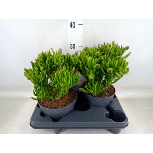Crassula ovata 'Gollum'