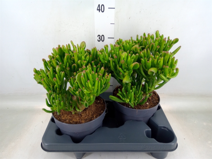 <h4>Crassula ovata 'Gollum'</h4>