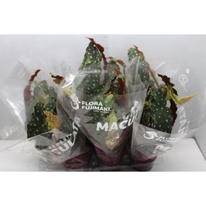 BEGONIA MACULATA P15 PO