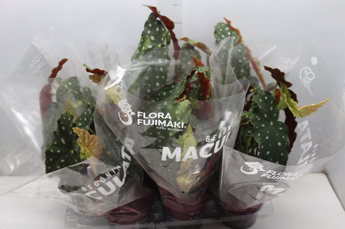 <h4>BEGONIA MACULATA P15 PO</h4>