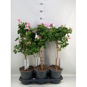 Pelargonium   ...
