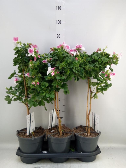 <h4>Pelargonium   ...</h4>