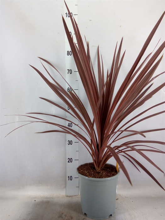 <h4>Cordyline austr. 'Red Star'</h4>