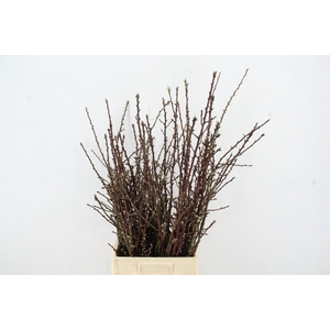 PRUNUS OV