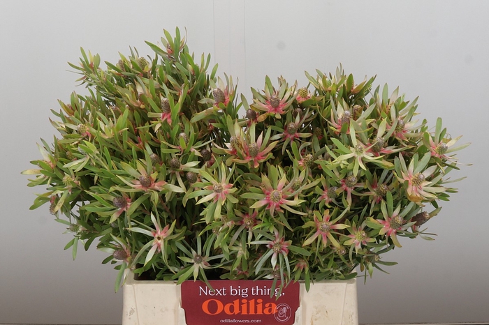 <h4>Leucadendron Ayoba Star Pearl</h4>
