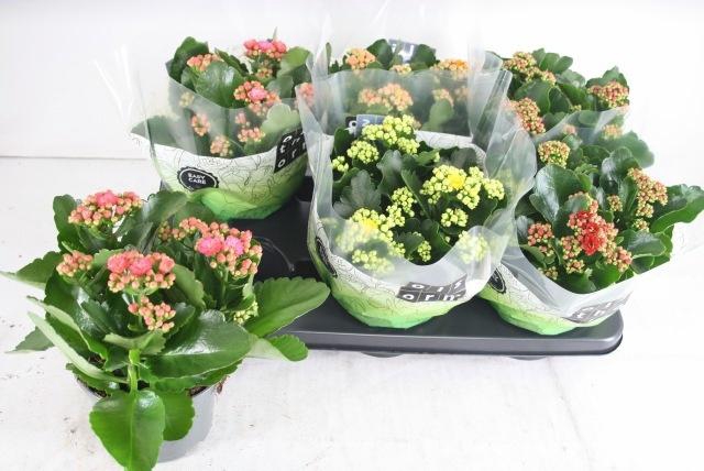 <h4>KAL GE GEM 4 KL</h4>