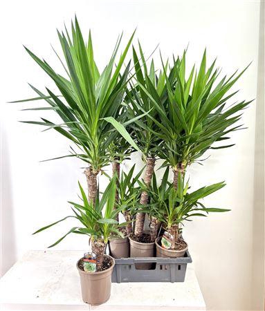 <h4>Yucca</h4>