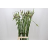 Allium Mystic Merlin