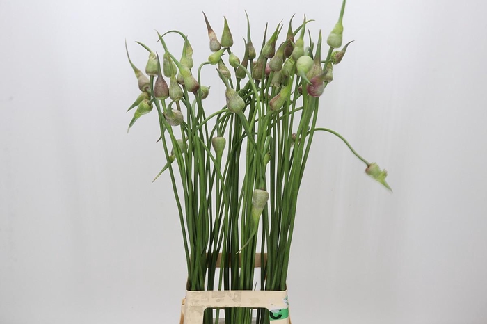 <h4>Allium Mystic Merlin</h4>