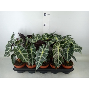 Alocasia amazonica 'Polly'